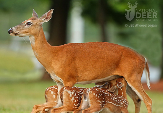 NDA Study Deer Reproduction